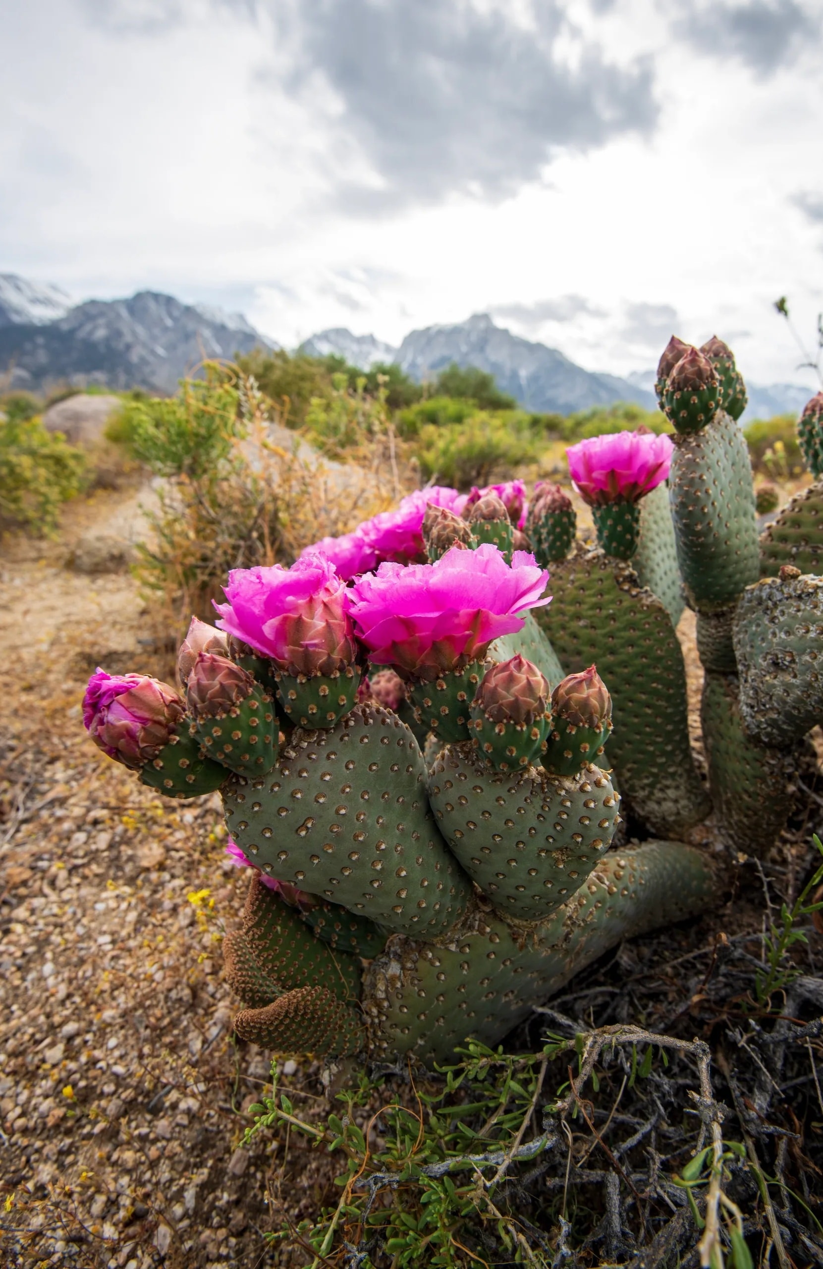 Beavertail cactus with pink blooms in desert landscape