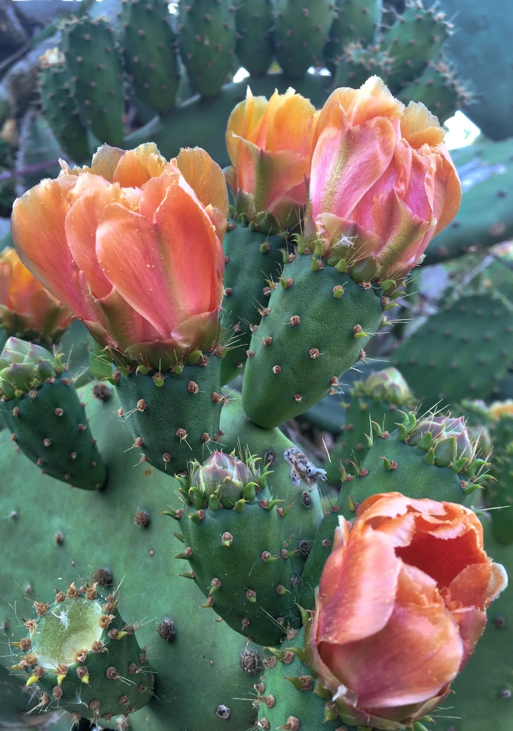 Coastal prickly pear cactus on California bluff