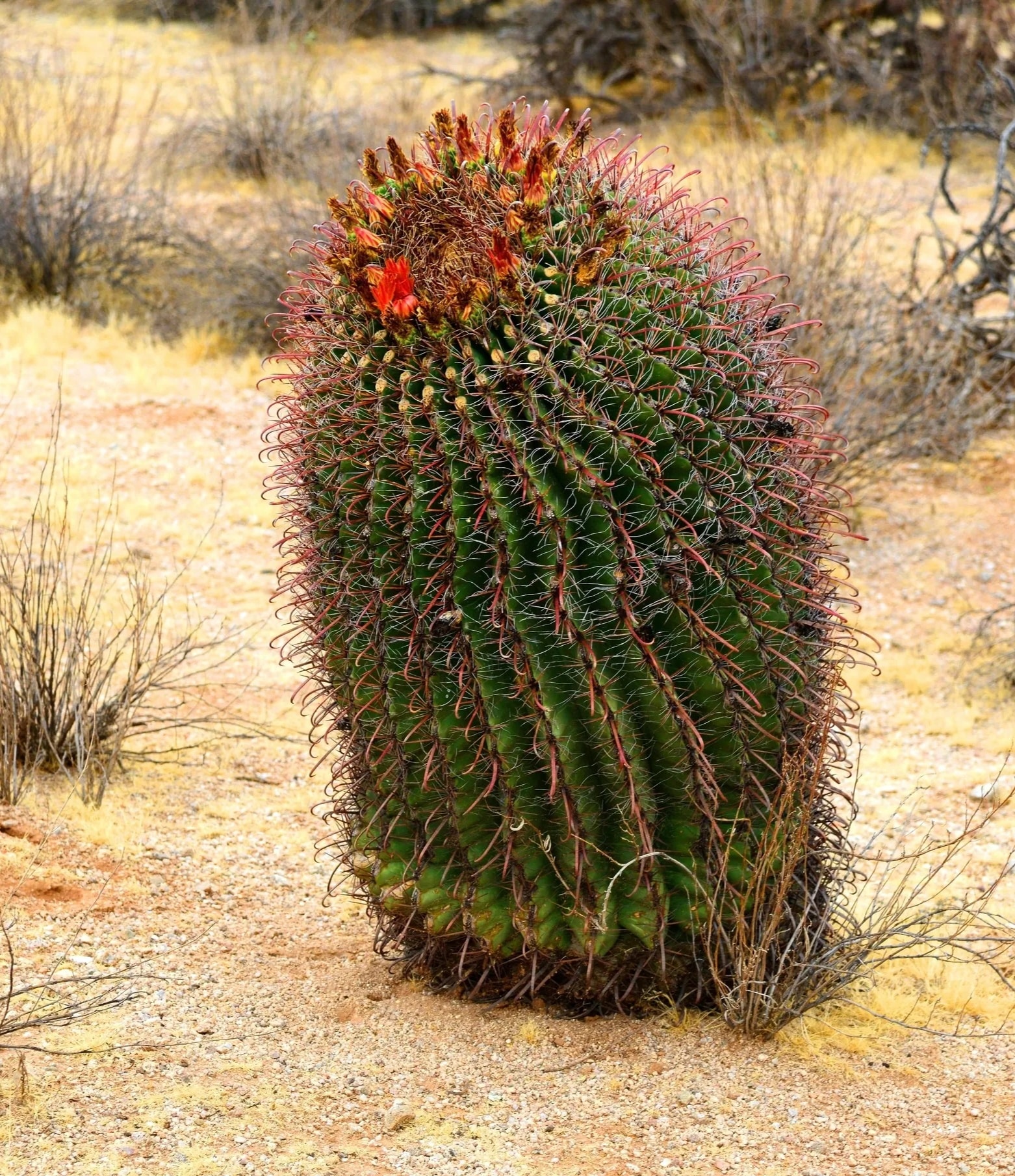 California barrel cactus on rocky desert slope
